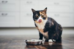 Hungry cat sitting next to bowl of food at home kitchen and looking at camera.