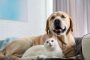 Adorable dog and cat together on sofa indoors. Friends forever