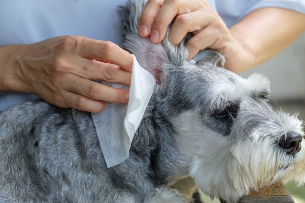 schnauzer dog Wipe the ear