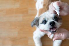 Women hand vet applying medical eye drops to Shih Tzu dog's eyes for treatment and prevention eyes disease. Medical and Health care of pet concept.