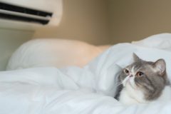 Exotic shorthair cat lying on the bed with air condition in the bedroom.