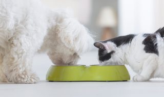 Little dog maltese and black and white cat eating food from a bowl in home