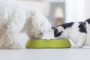 Little dog maltese and black and white cat eating food from a bowl in home