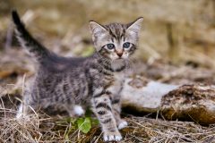 chaton tigré dévouvrant un jardin en été