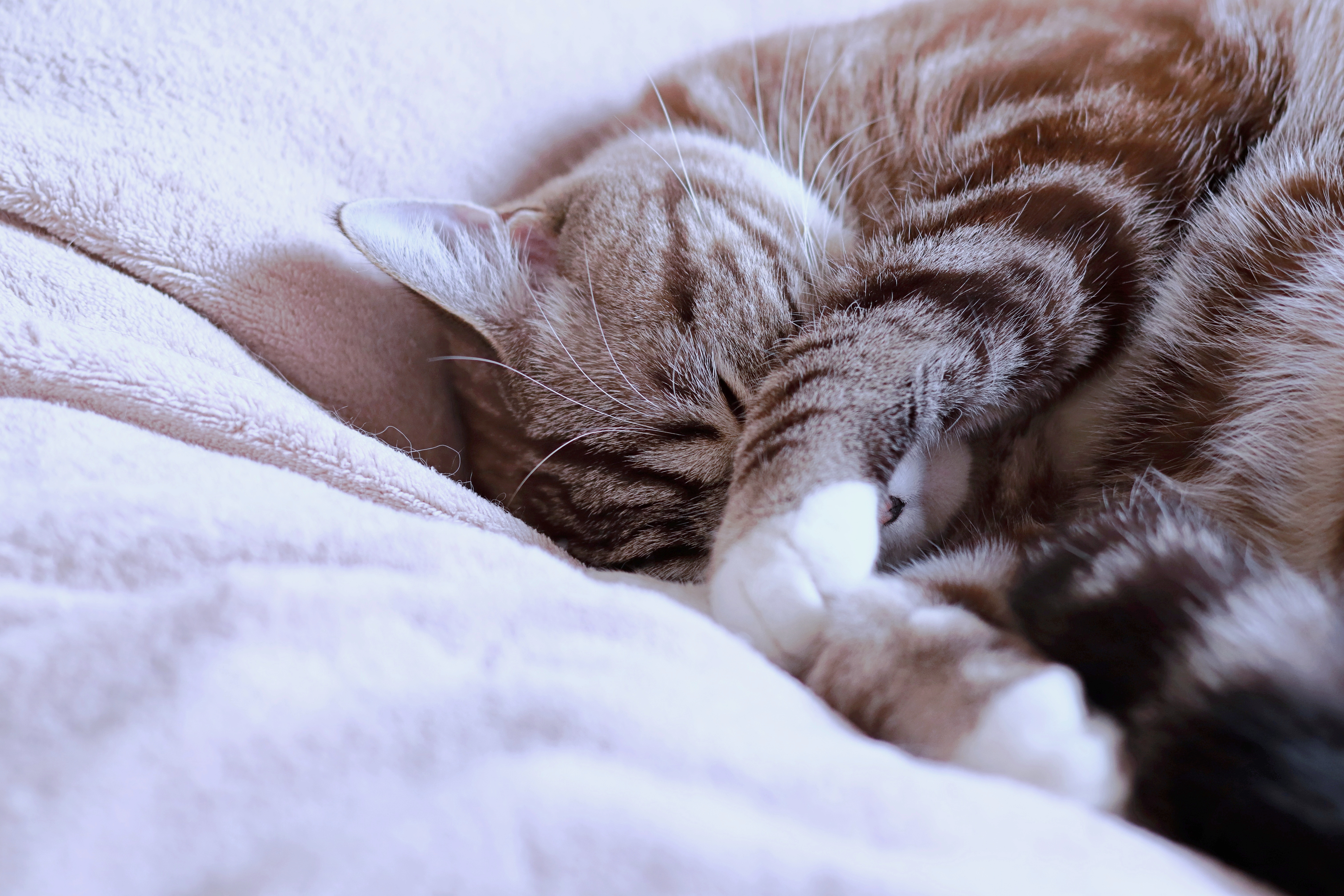 顔を隠して気持ちよさそうに寝る可愛いトラ猫