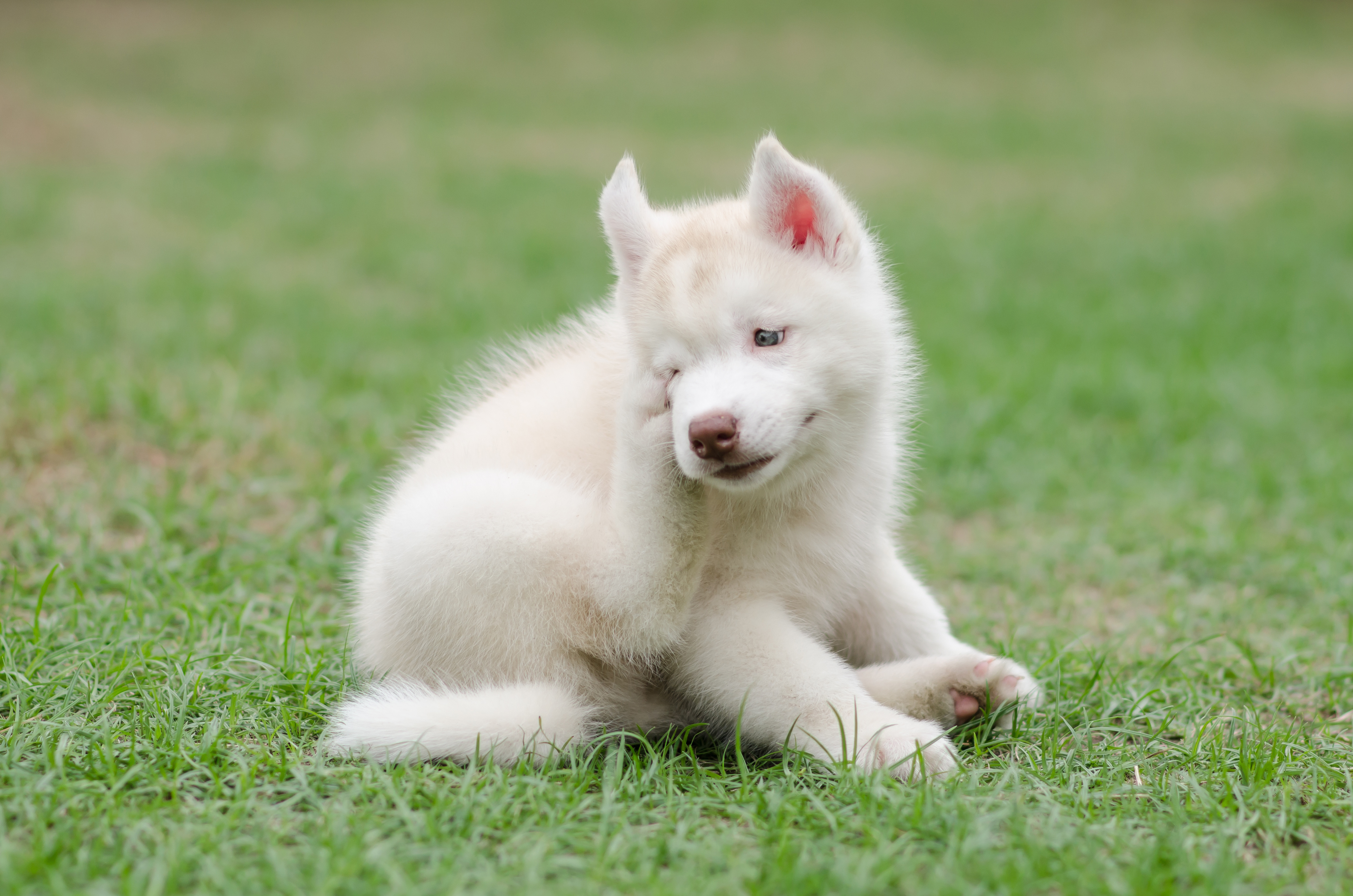 Cute siberian husky puppy scratching on green grass