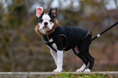 Adorable Boston Terrier puppy wearing a jacket outdoors in winter.