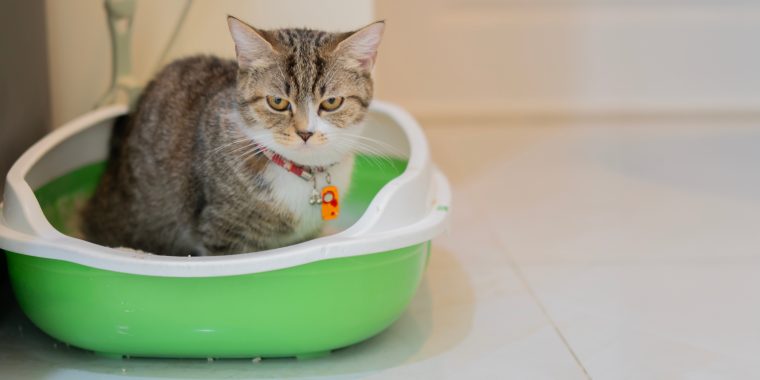 Tabby cat sitting in a litter box and looking curious to the camera. The concept of ingingusing a cat to the tray. Copy space, selective focus.