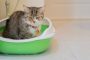 Tabby cat sitting in a litter box and looking curious to the camera. The concept of ingingusing a cat to the tray. Copy space, selective focus.