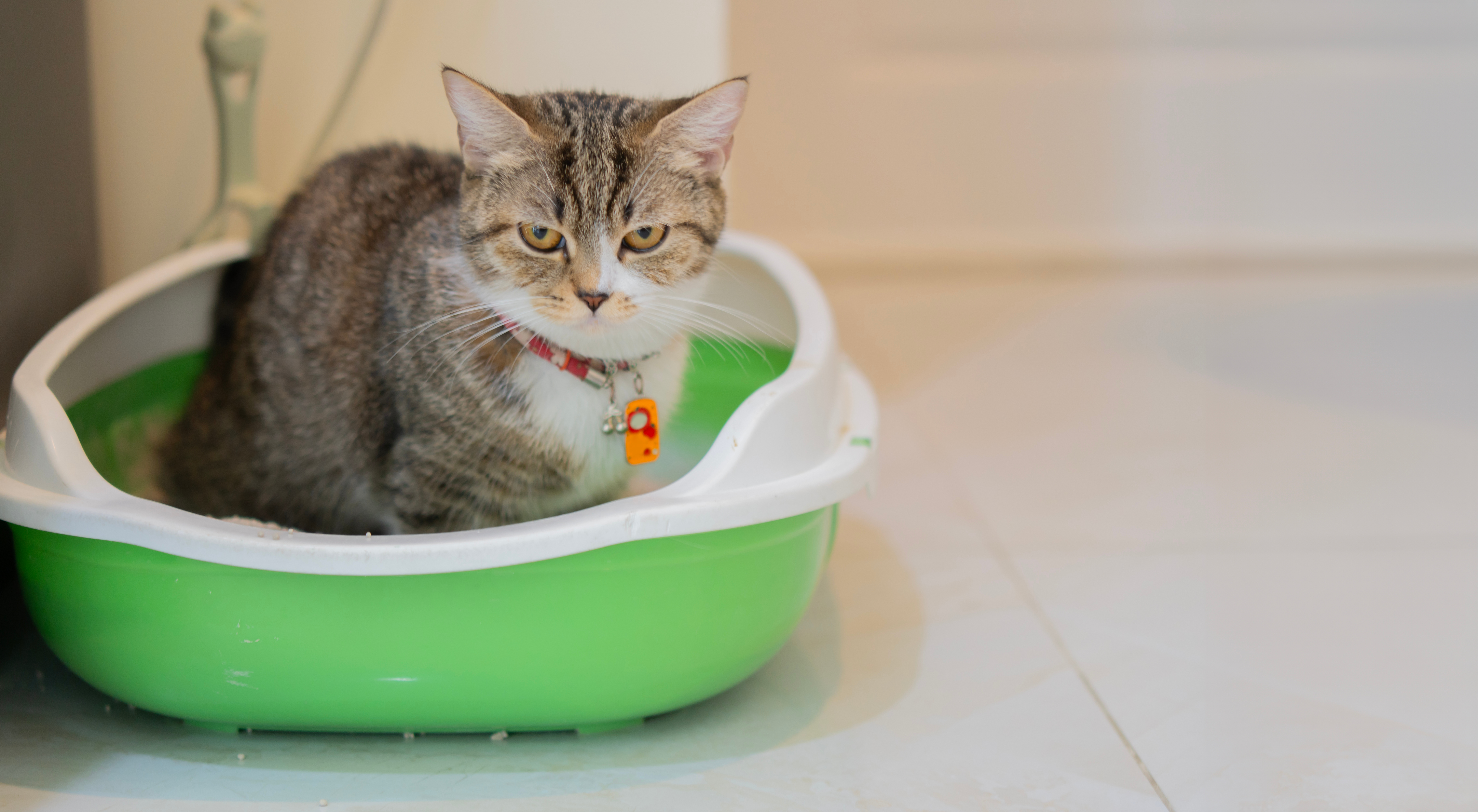 Tabby cat sitting in a litter box and looking curious to the camera. The concept of ingingusing a cat to the tray. Copy space, selective focus.